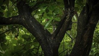 Foto: Australias Photographer of the Year