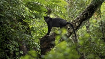 Foto: Australias Photographer of the Year