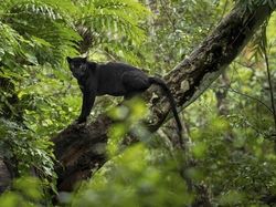 Melihat Katak Jawara Kontes Foto Australia
