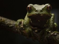 Melihat Katak Jawara Kontes Foto Australia
