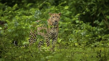Lewat karya bertajuk Monsoon Magic, Harman Singh Heer meraih predikat Junior Photographer of the Year. Foto: Australias Photographer of the Year