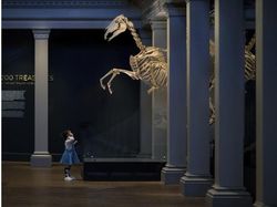 Melihat Katak Jawara Kontes Foto Australia