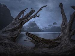 Melihat Katak Jawara Kontes Foto Australia