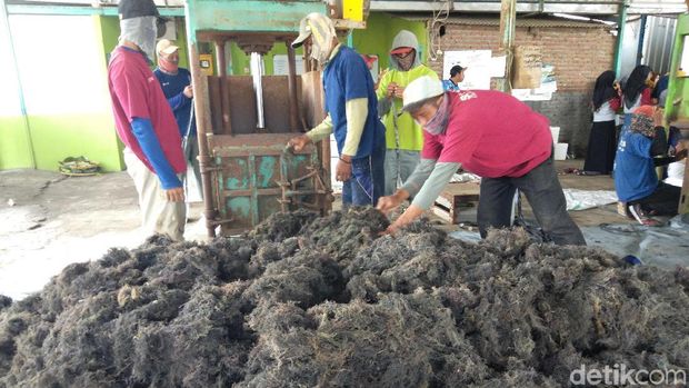 Para petani rumput laut mengolah hasil panennya