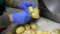 Ada yang bekerja pada mesin pembersih kentang dan pekerjaan itu membantunya meningkatkan pendapatan keluarganya. Istimewa/Xinhuanet.