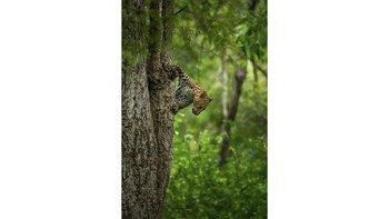 Foto: Australias Photographer of the Year