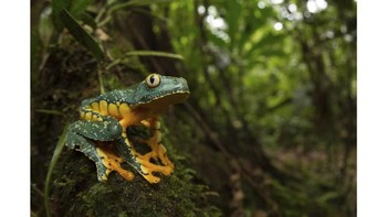 Selain menjadi juara umum, foto Vink menjadi juara di kategori Wildlife and Animal. Foto: Australias Photographer of the Year