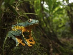 Melihat Katak Jawara Kontes Foto Australia