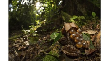 On the Edge demikian Vink memberi judul karyanya. Foto: Australias Photographer of the Year