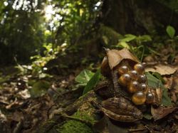 Melihat Katak Jawara Kontes Foto Australia