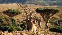 Disebut Markas Dajjal, Pulau Socotra di Yaman Simpan Keindahan Misterius