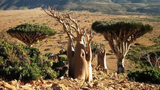 socotra pulau alien