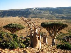 Socotra Tempat Sembunyi Dajjal Punya Pohon dan Alam yang Unik