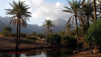 Namanya Pulau Socotra. Salah satu pulau terunik di dunia, karena bentangan alam dan tumbuh-tumbuhannya yang tidak ditemukan di tempat mana pun di Bumi. (socotra.ru)