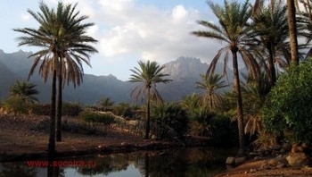 Karena keunikannya, dan spesies penghuni di dalamnya, banyak yang menyebut Socotra adalah tempat alien bahkan tempat sembunyi Dajjal. Foto: socotra.ru