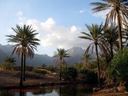 Socotra Tempat Sembunyi Dajjal Punya Pohon dan Alam yang Unik