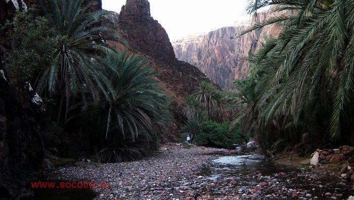 socotra pulau alien