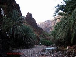 Socotra Tempat Sembunyi Dajjal Punya Pohon dan Alam yang Unik