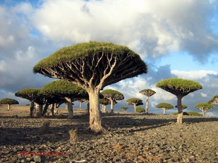 socotra pulau alien socotra pulau alien