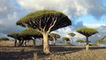 Foto Pohon Aneh di Pulau Alien yang ada di Bumi