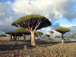 Socotra Tempat Sembunyi Dajjal Punya Pohon dan Alam yang Unik