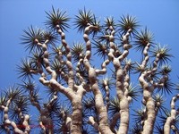 socotra pulau alien