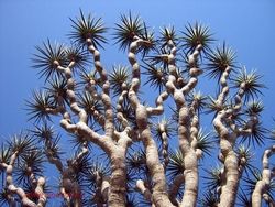 Socotra Tempat Sembunyi Dajjal Punya Pohon dan Alam yang Unik