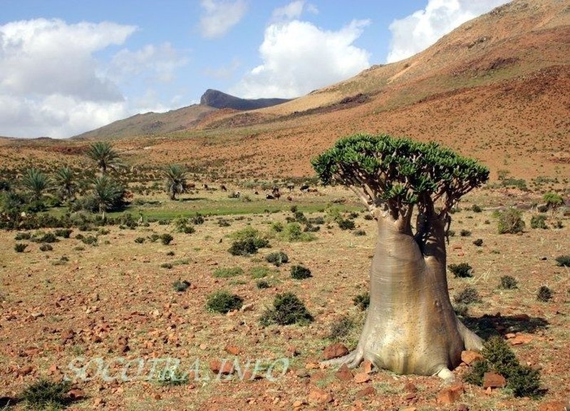 socotra pulau alien