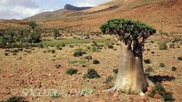 Julukannya adalah pulau terasing. Bagaimana tidak, ekosistem di sana sungguh berbeda dari daratan lain di bumi. Pulau ini bahkan masuk dalam situs warisan dunia UNESCO sebagai cagar biosfer manusia.  (socotra.ru)