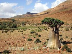 Socotra Tempat Sembunyi Dajjal Punya Pohon dan Alam yang Unik