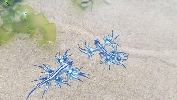 Waspada Sengatan Siput Laut Naga Biru di Pantai Utara New South Wales