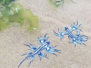 Waspada Sengatan Siput Laut Naga Biru di Pantai Utara New South Wales