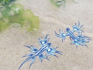 Waspada Sengatan Siput Laut Naga Biru di Pantai Utara New South Wales