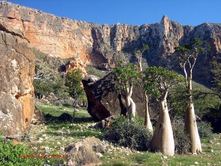 socotra pulau alien socotra pulau alien