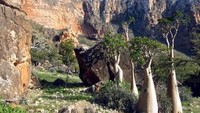 Nama pulau ini diambil dalam bahasa Sanskerta kuno yang artinya Pulau Malcolm. (socotra.ru)