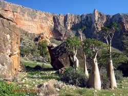 Socotra Tempat Sembunyi Dajjal Punya Pohon dan Alam yang Unik