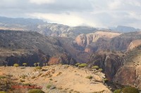 socotra pulau alien