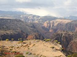 Socotra Tempat Sembunyi Dajjal Punya Pohon dan Alam yang Unik