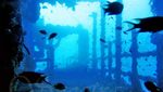 Foto Pohon Aneh di Pulau Alien yang ada di Bumi