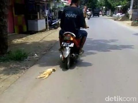 Ngeri! Di Pekalongan Terekam Orang Seret Kucing Pakai Motor