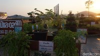 Inilah Silverlake, sebuah perkebunan anggur yang letaknya berada di Chon Buri, Pattaya, Thailand (Shinta/detikTravel)