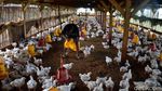 Produksi Ayam Broiler Terus Digenjot
