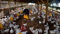 Perkiraan tersebut dipicu oleh bertambahnya populasi ternak ayam. Selain itu, 90 persen pasar industri pakan dalam negeri dipergunakan untuk memenuhi kebutuhan peternakan ayam.