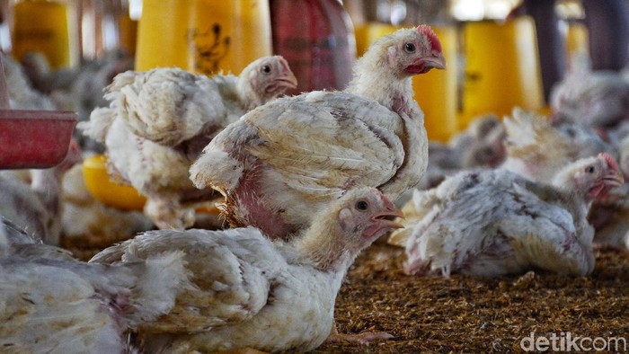 Sebuah peternakan di Cimincrang, Bandung, Jawa Barat, diisi penuh ayam broiler. Seperti apa penampakannya?