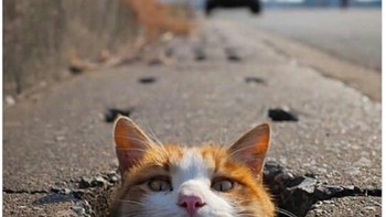 Fans Chelsea diibaratkan sampai tak berani meilhat skor sehingga cuma bisa mengintip saja. (Foto: Internet/Twitter)