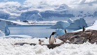 Para penghuni Half Moon Island adalah penguin, anjing laut dan koloni burung (iStock)