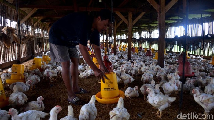 Sebuah peternakan di Cimincrang, Bandung, Jawa Barat, diisi penuh ayam broiler. Seperti apa penampakannya?