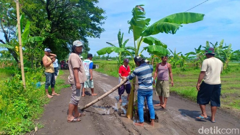 Jalan Rusak Parah, Warga Cari Perhatian dengan Tanam Pisang Jalan Rusak Parah, Warga Cari Perhatian dengan Tanam Pisang
