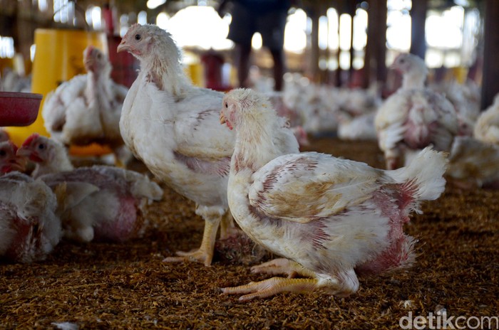 Sebuah peternakan di Cimincrang, Bandung, Jawa Barat, diisi penuh ayam broiler. Seperti apa penampakannya?