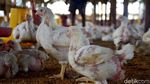 Produksi Ayam Broiler Terus Digenjot